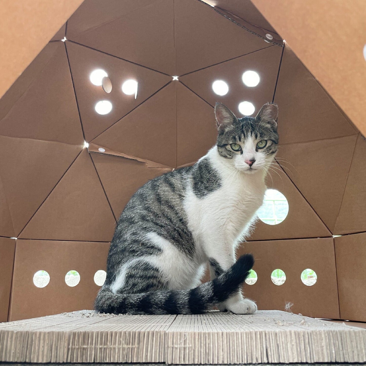 キャットスペース CAT SPACE | BOXPARTNER(ボックスパートナー)