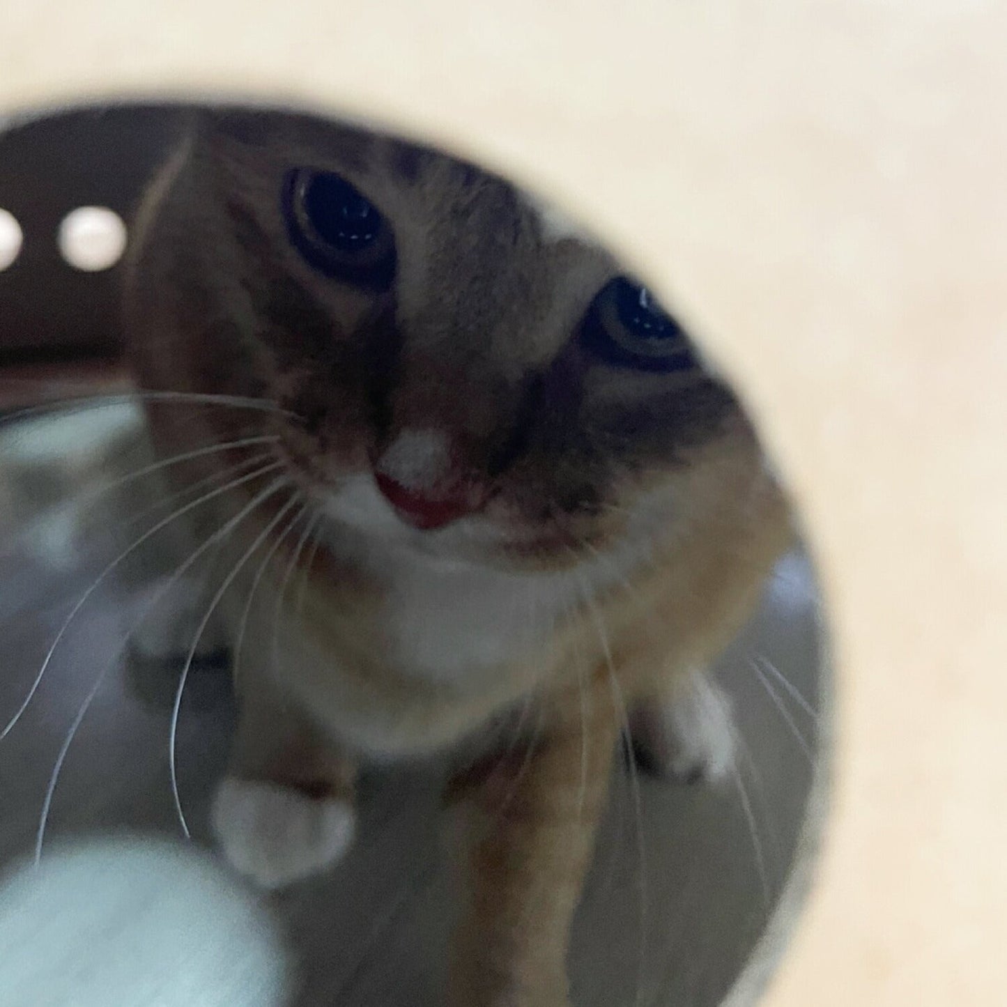 キャットスペース CAT SPACE | BOXPARTNER(ボックスパートナー)